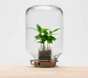 Pikaplant Jar Coffea