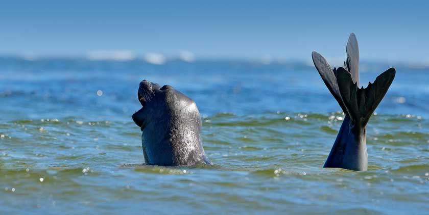 Rigt natur og dyreliv i Nordjylland