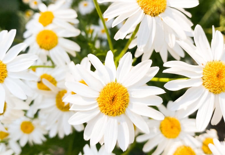 Margueritbryllup