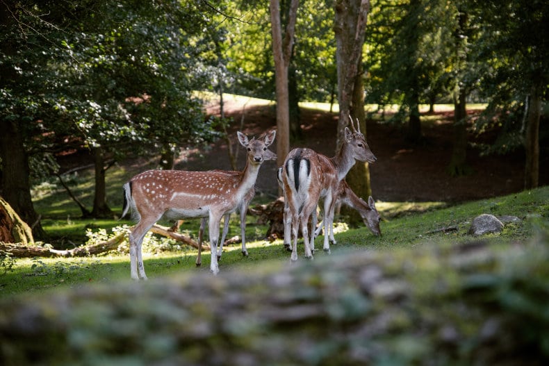 Marselisborg Dyrehave